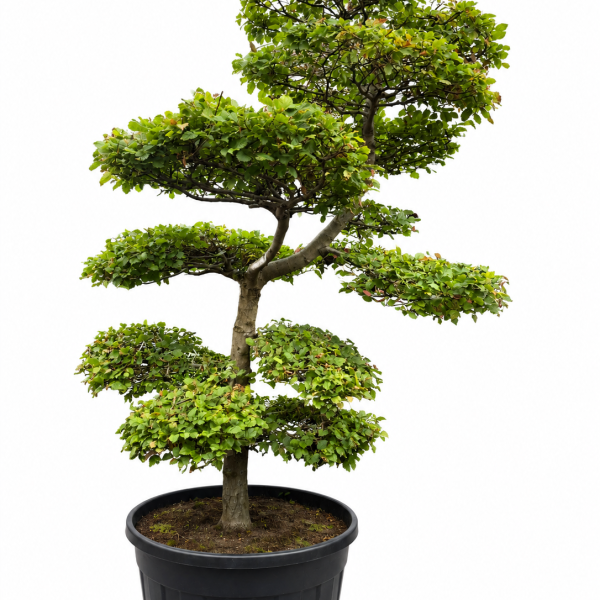 Harilik valgepöök Carpinus betulus Bonsai C500 250-300