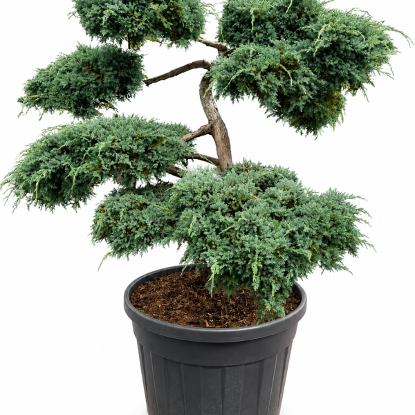 Kirju kadakas Blue Carpet Juniperus squamata bonsai C180 125-150 C70