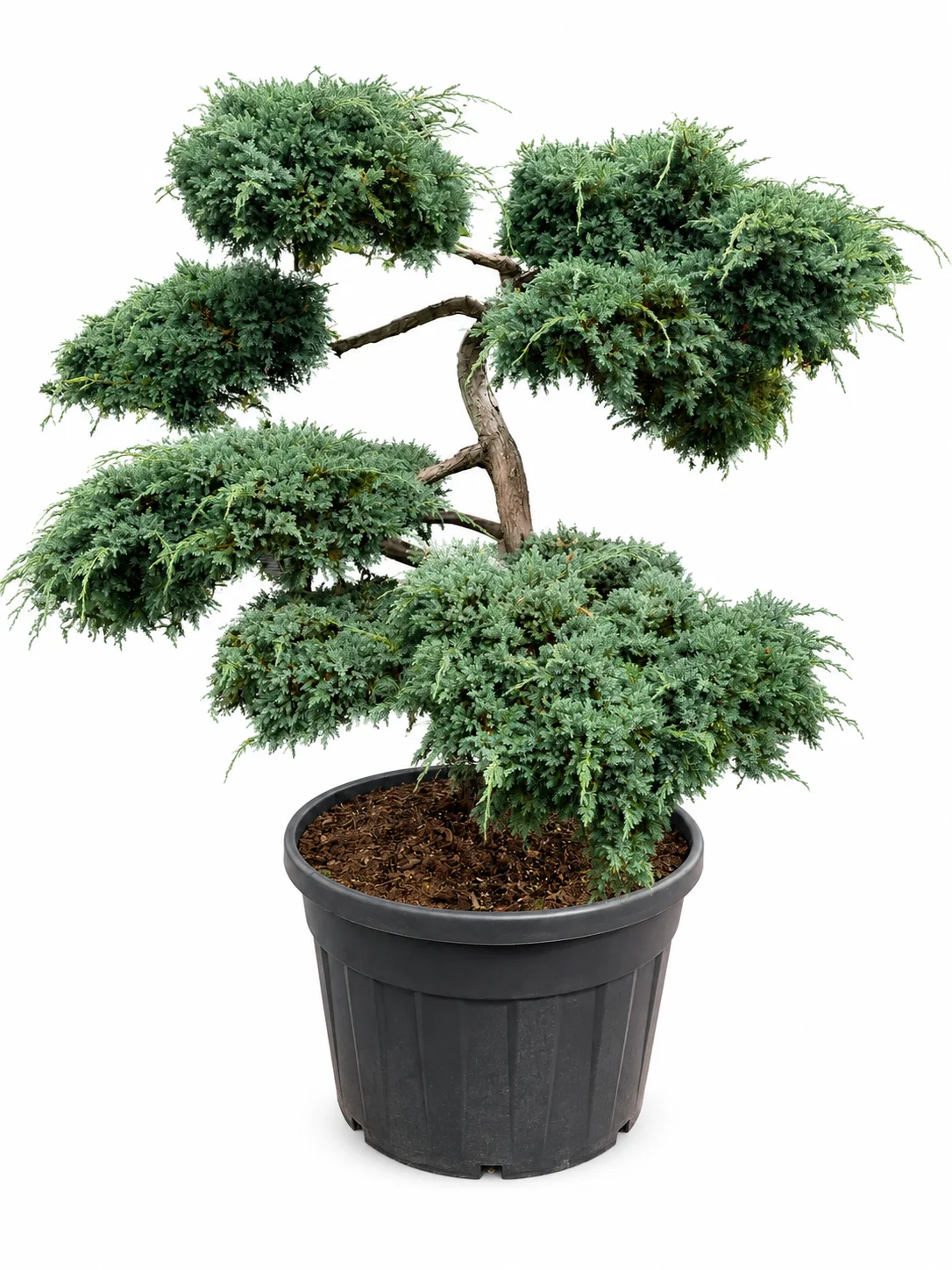 Kirju kadakas Blue Carpet Juniperus squamata bonsai C180 125-150 C70
