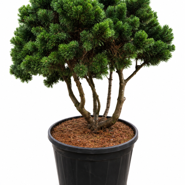 Mägimänd Gnom Pinus mugo C290 bonsai multistem