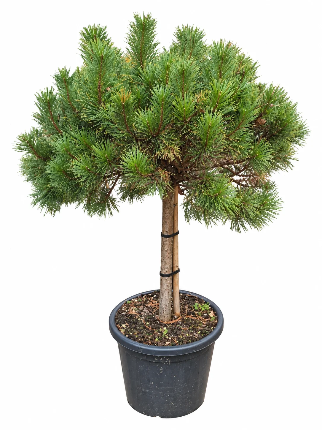 Pinus m.Carsten's Wintergold mägimänd tüvi 80 C35