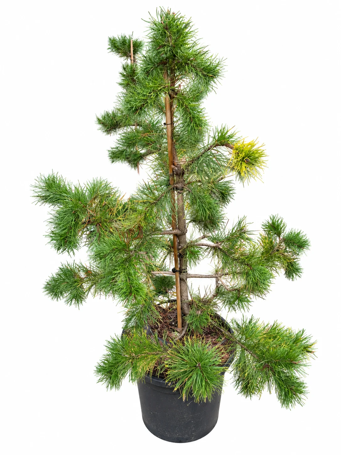 Keerdmänd Chief Joseph Pinus contorta C20 100-125