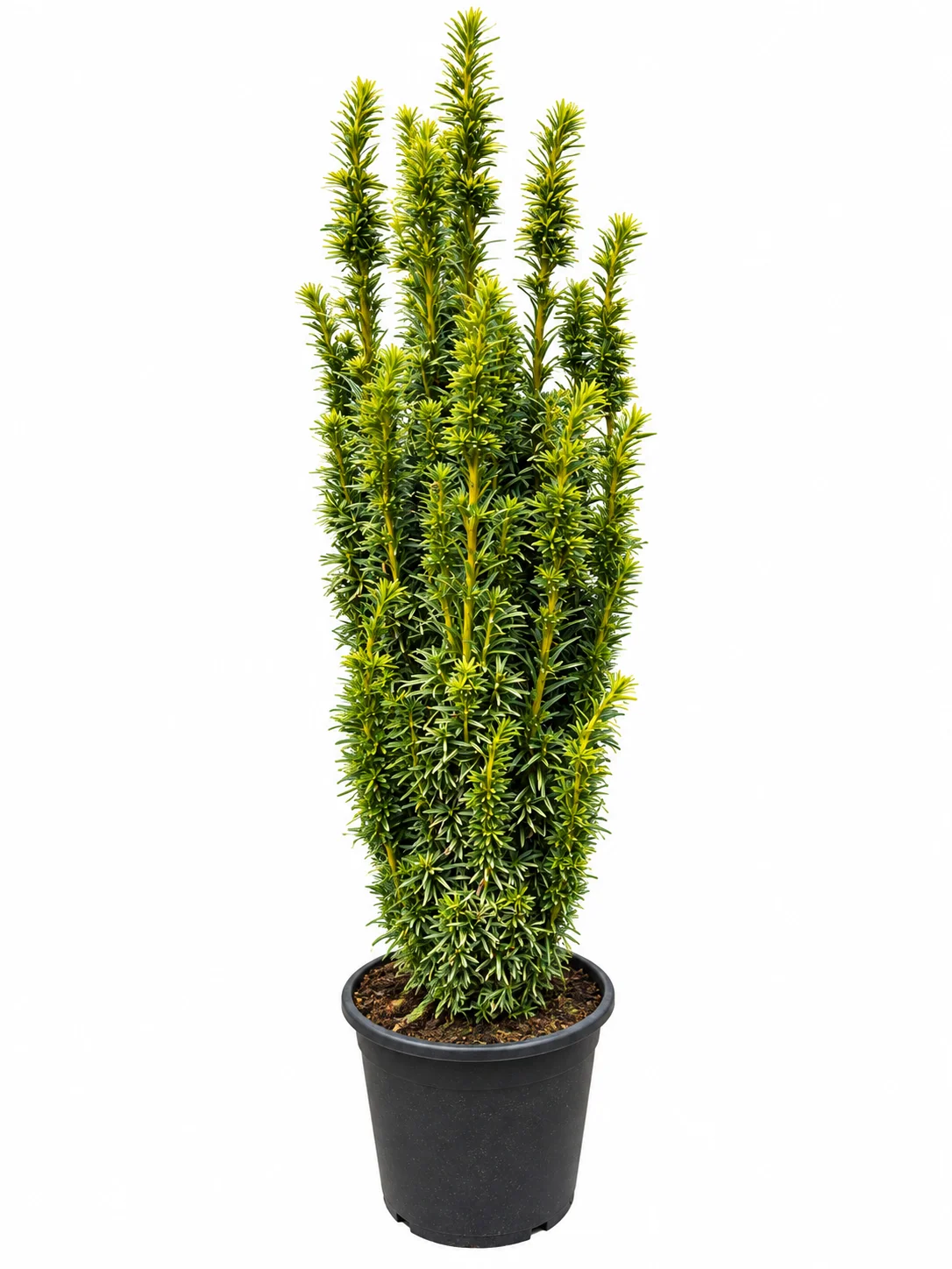 Harilik jugapuu David Taxus baccata SÜGIS C10 60-80