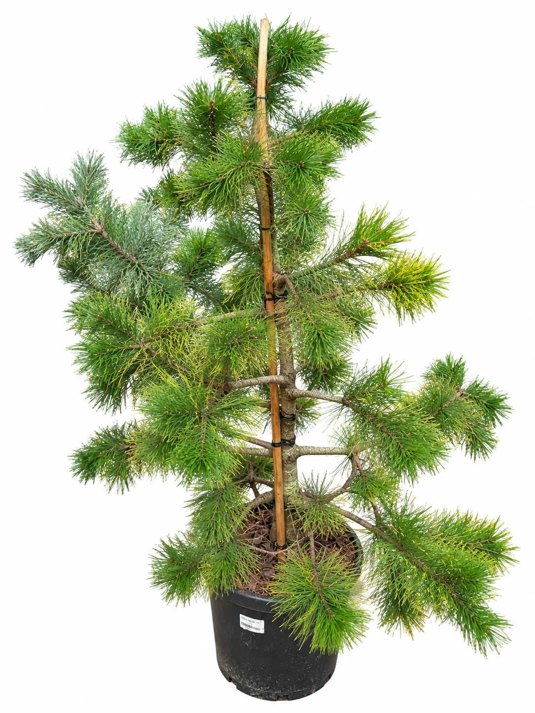 Keerdmänd Chief Joseph Pinus contorta C20 100-125 - Pilt 2
