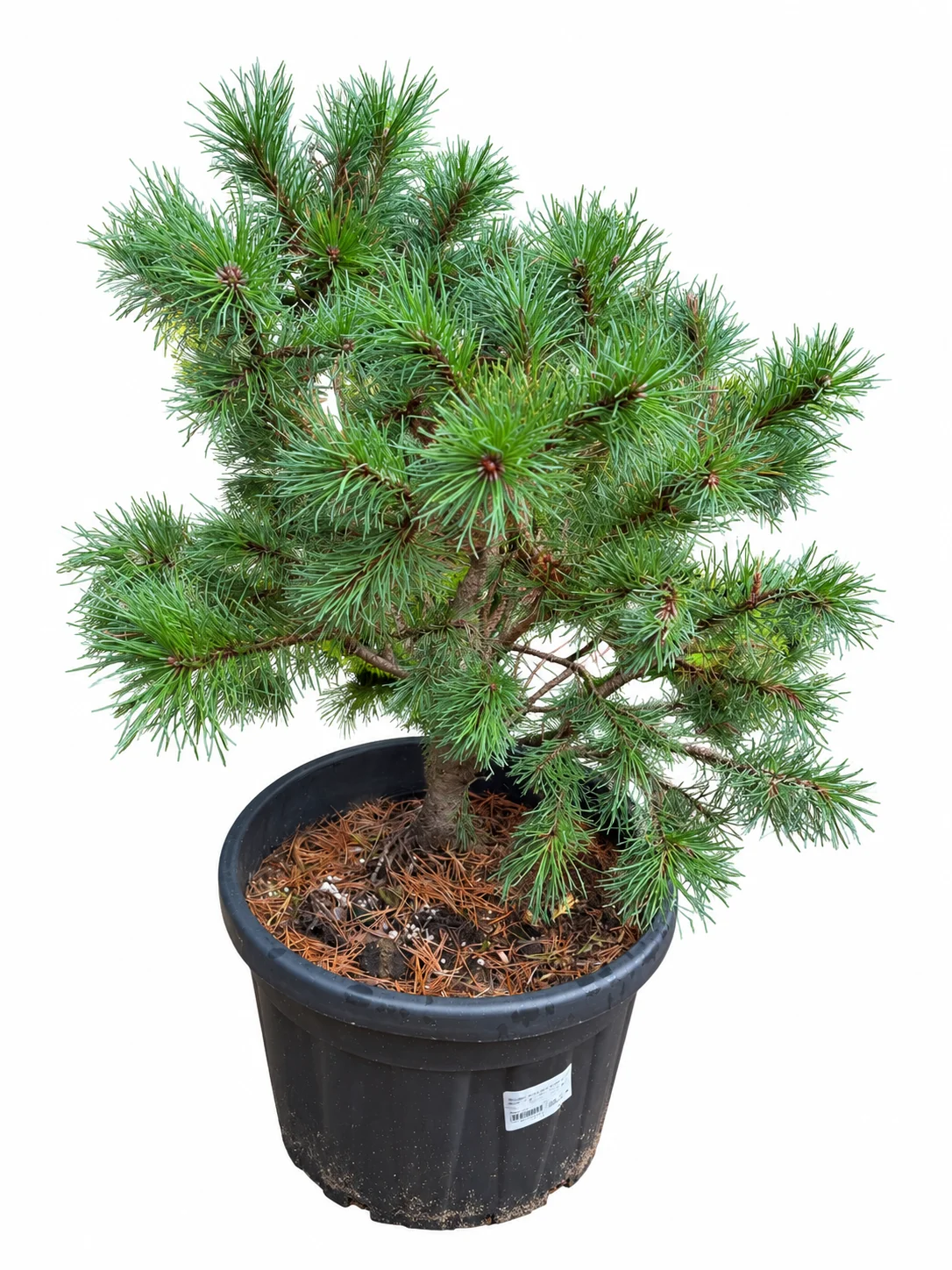 Mägimänd Ophir Pinus mugo C15 40-50