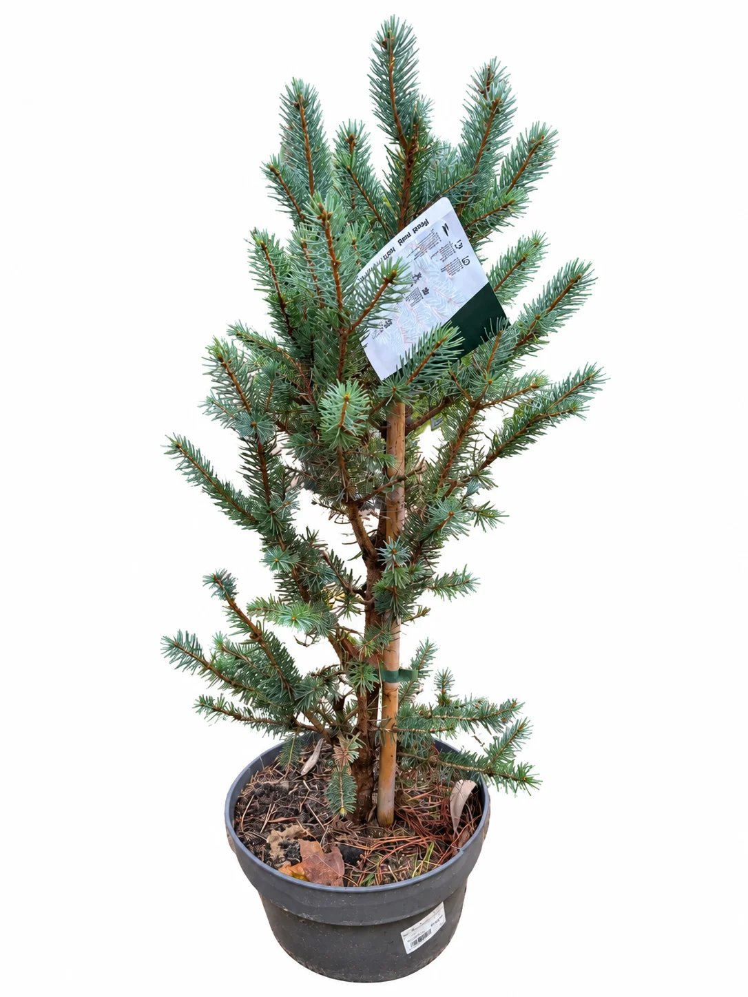 Picea p.Iseli Fastigiate torkav kuusk C7,5 50-60