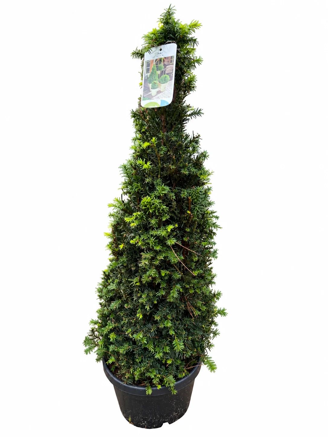 Harilik jugapuu Taxus baccata C10 60-80 koonus