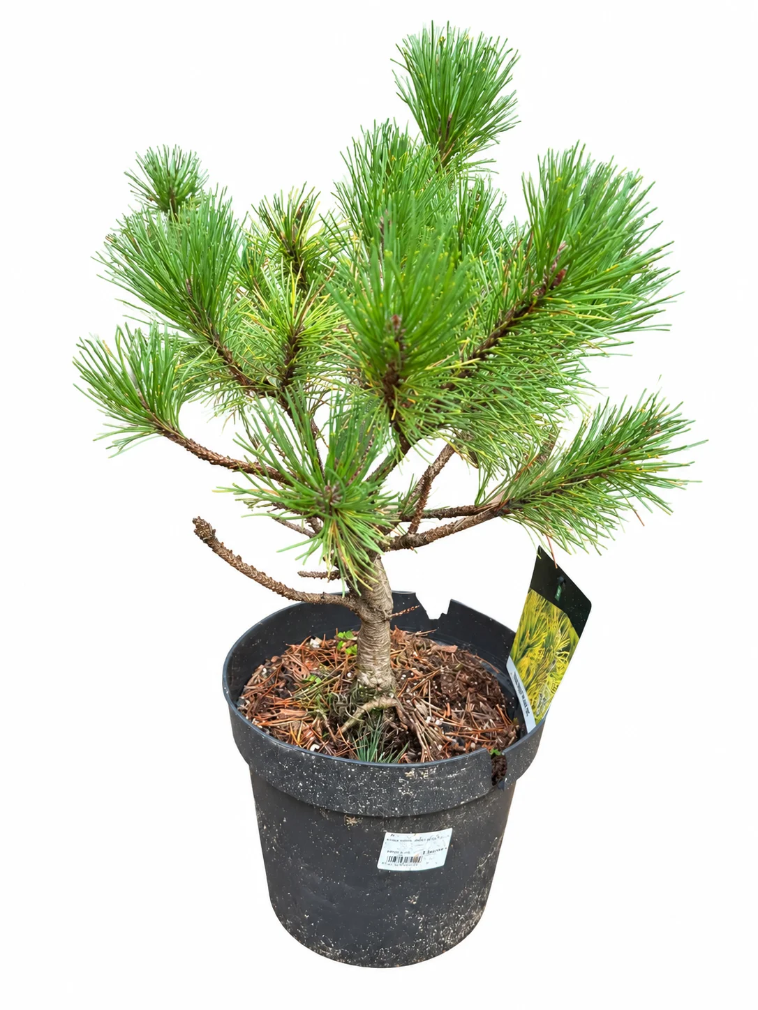 Mägimänd Winter Gold Pinus mugo C5 20-25