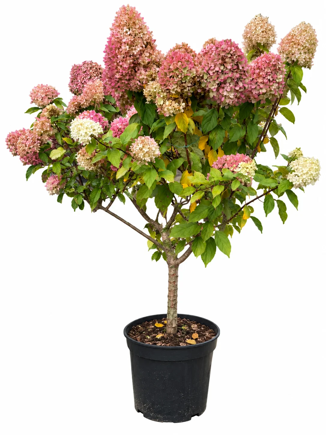 Aedhortensia Limelight tüvi 50cm C25 Hydrangea pan.