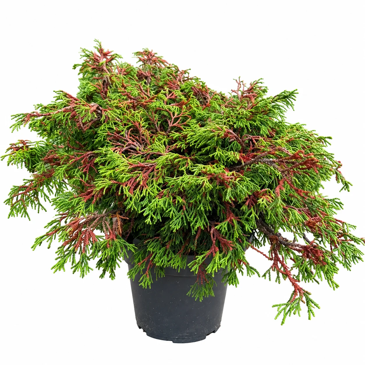 Tömbiokkaline ebaküpress Pygmaea Chamaecyparis obtusa C8 30-35
