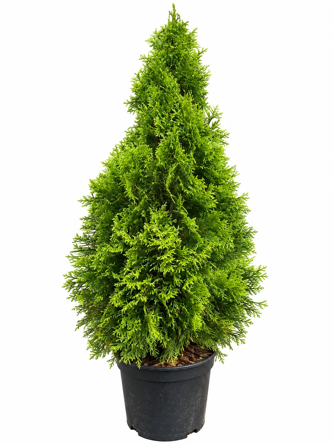 Harilik elupuu Golden Smaragd Thuja occidentalis C5 60-80