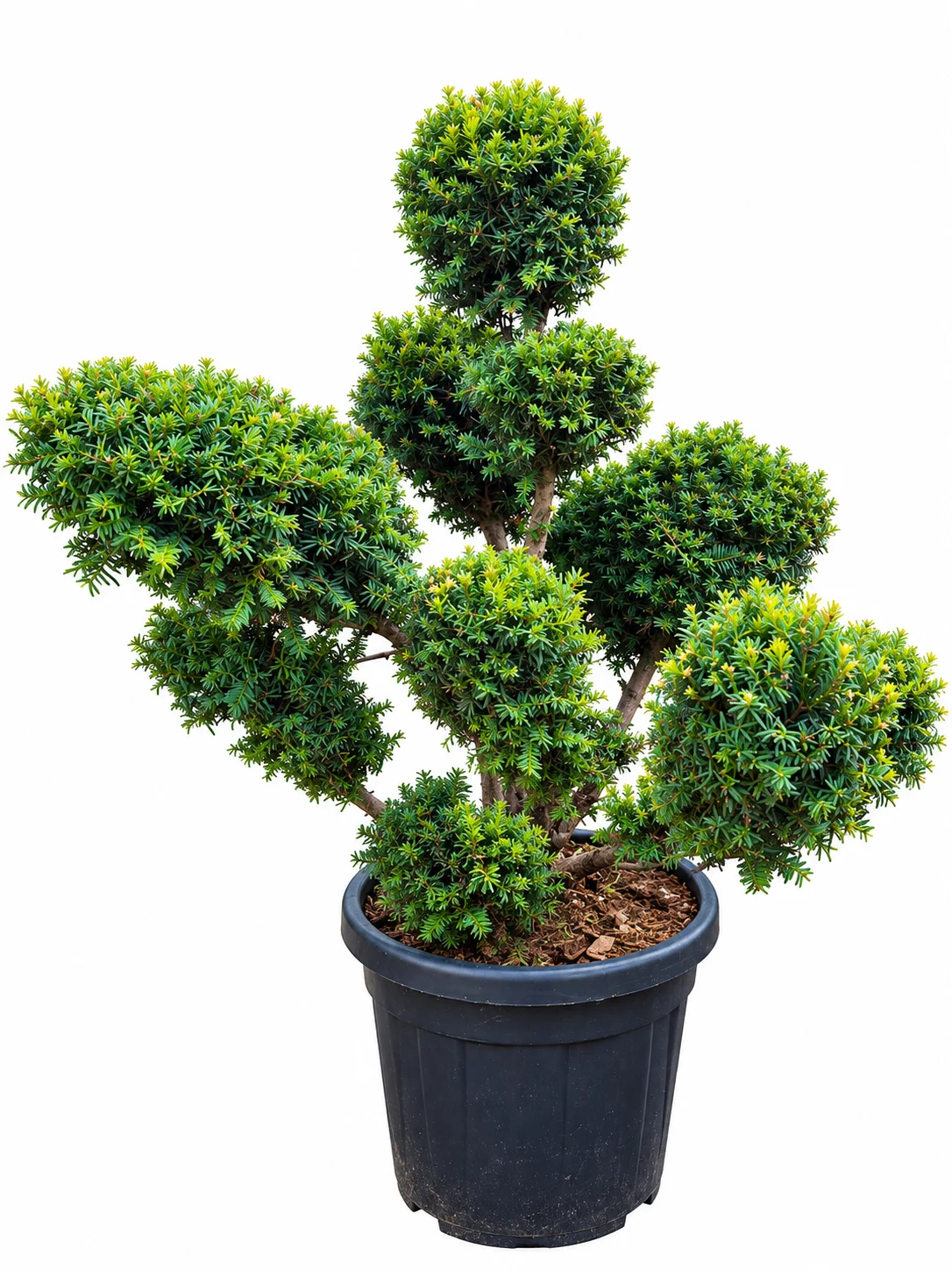 Keskmine jugapuu Farmen Taxus x media C55 80-100 bonsai