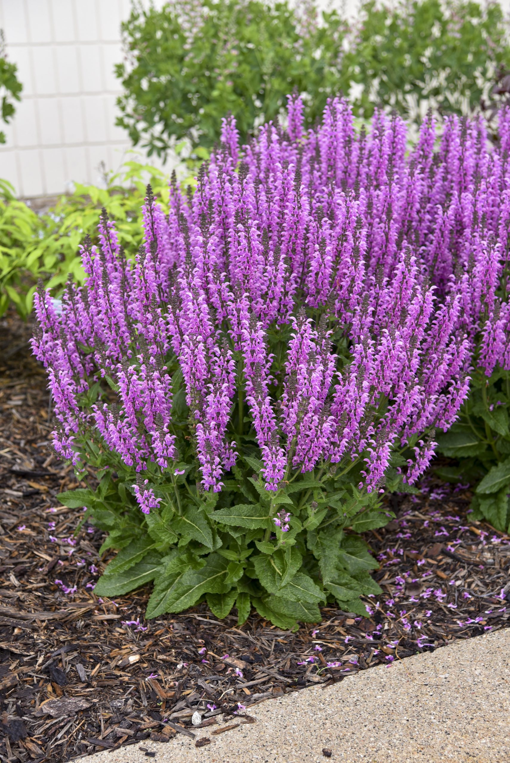 Aassalvei Back to the Fuchsia Salvia pratensis C2
