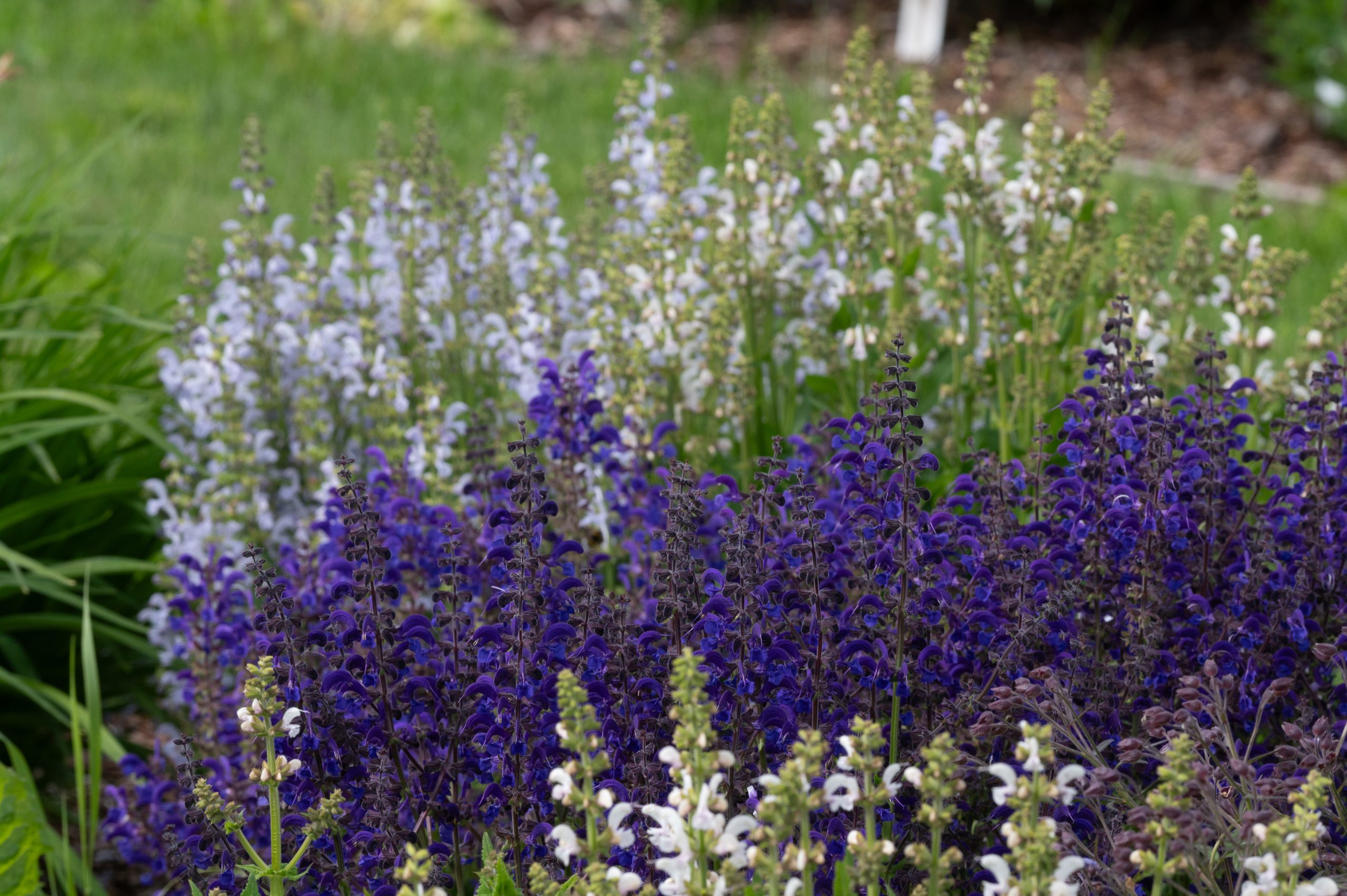 Aasalvei Midnight Model Salvia pratensis C2