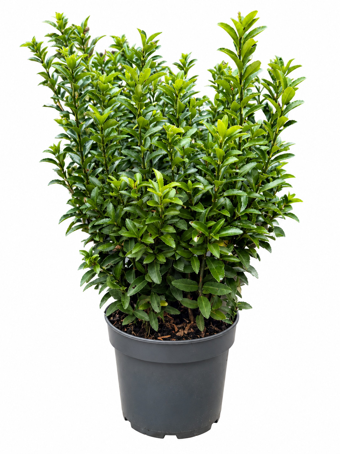 Jaapani kikkapuu Green Spire Euonymus japonicus C2