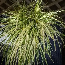 Oshiima tarn Evergreen Carex oshimensis C2