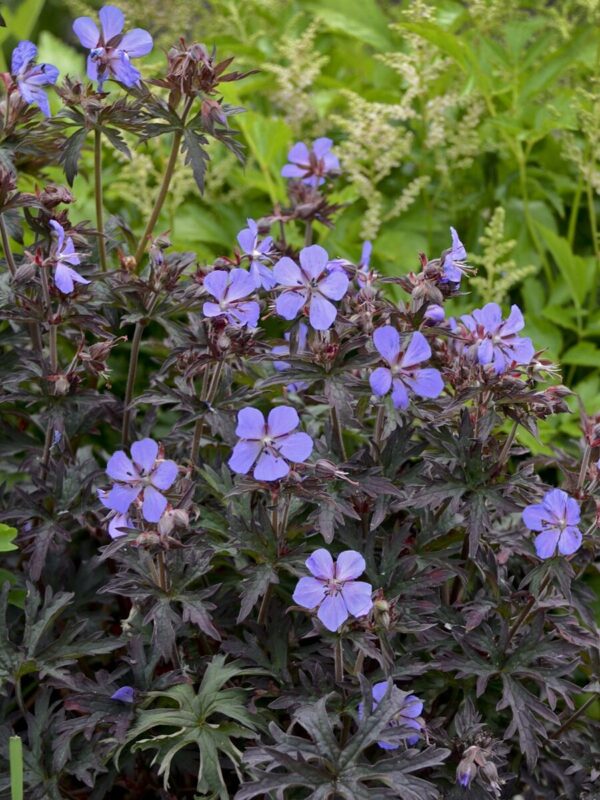 Aas-kurereha Dark Reiter Geranium pratense P12